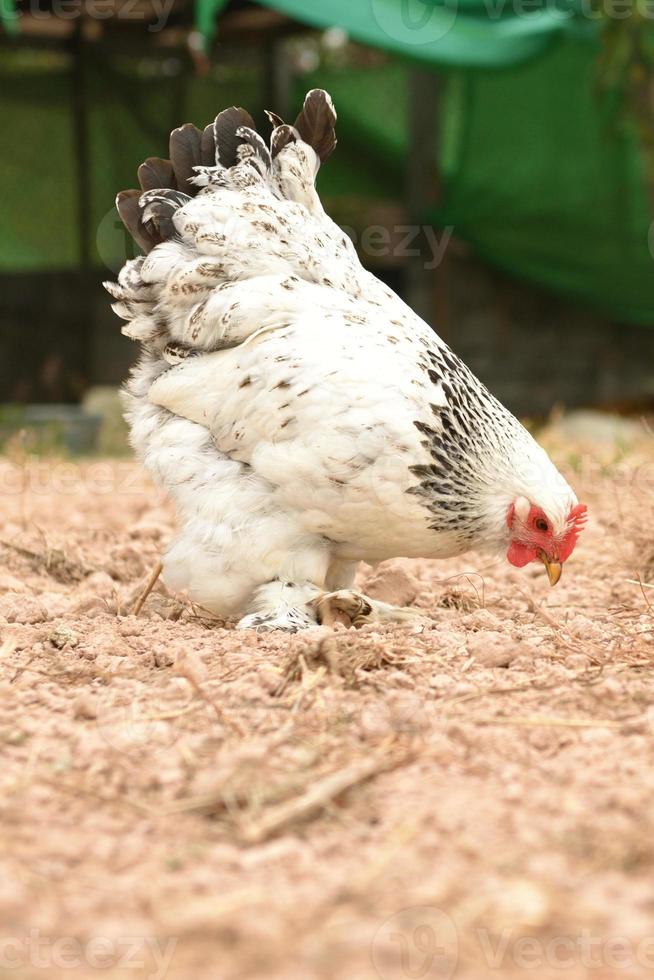 Brahma di pollo gigante in piedi a terra nell'area della fattoria foto