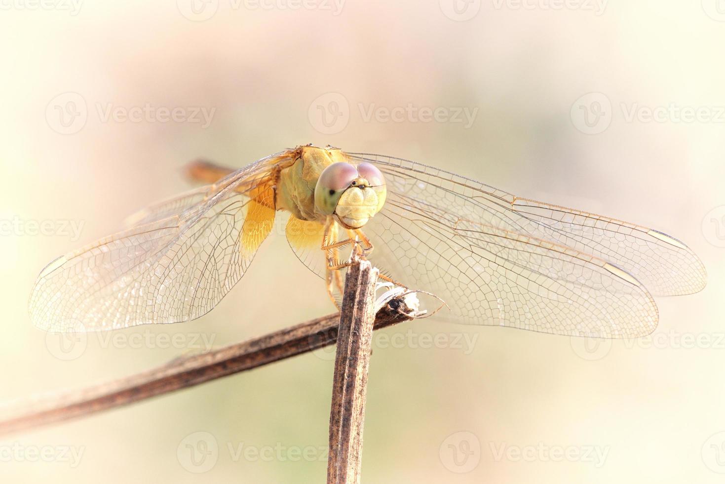 chiudere una libellula su un ramo foto