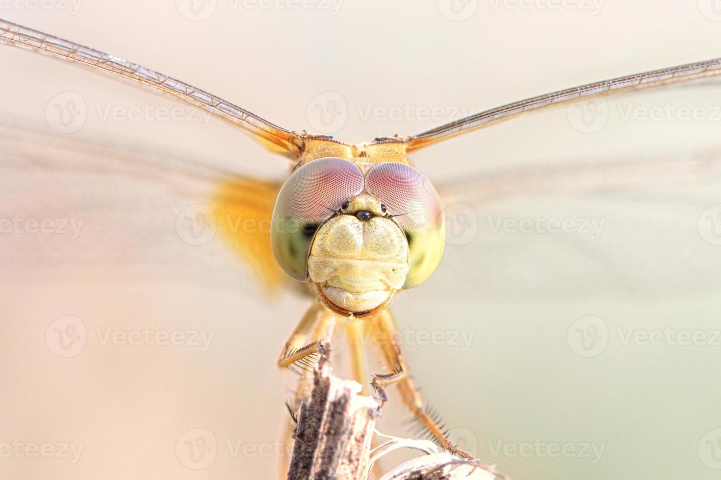 chiudere una libellula su un ramo foto