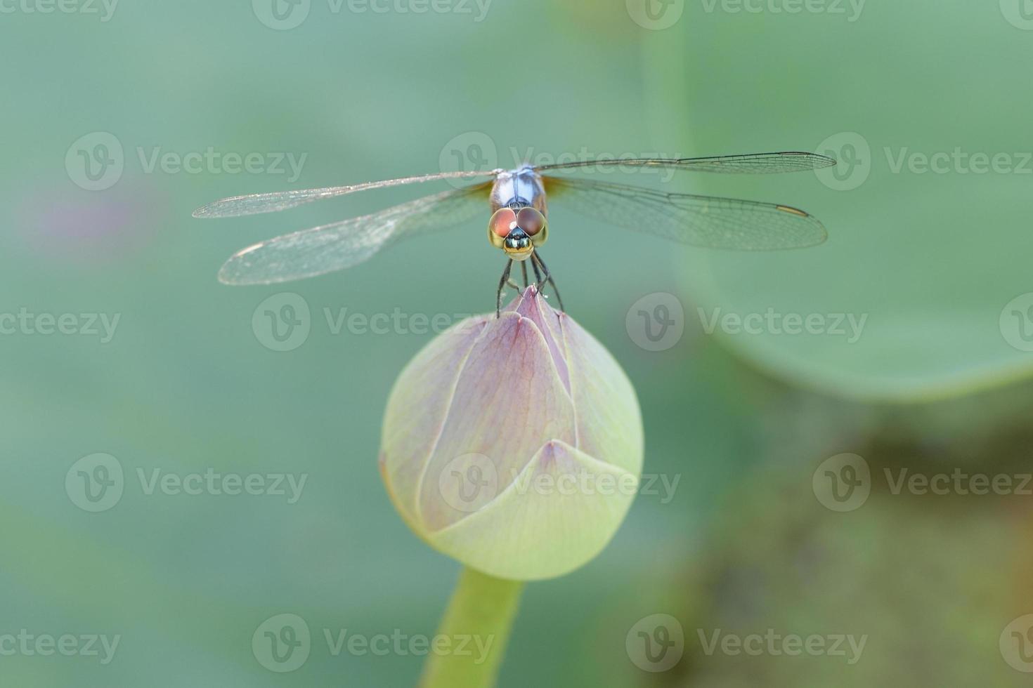 primo piano una libellula sul fiore di loto foto