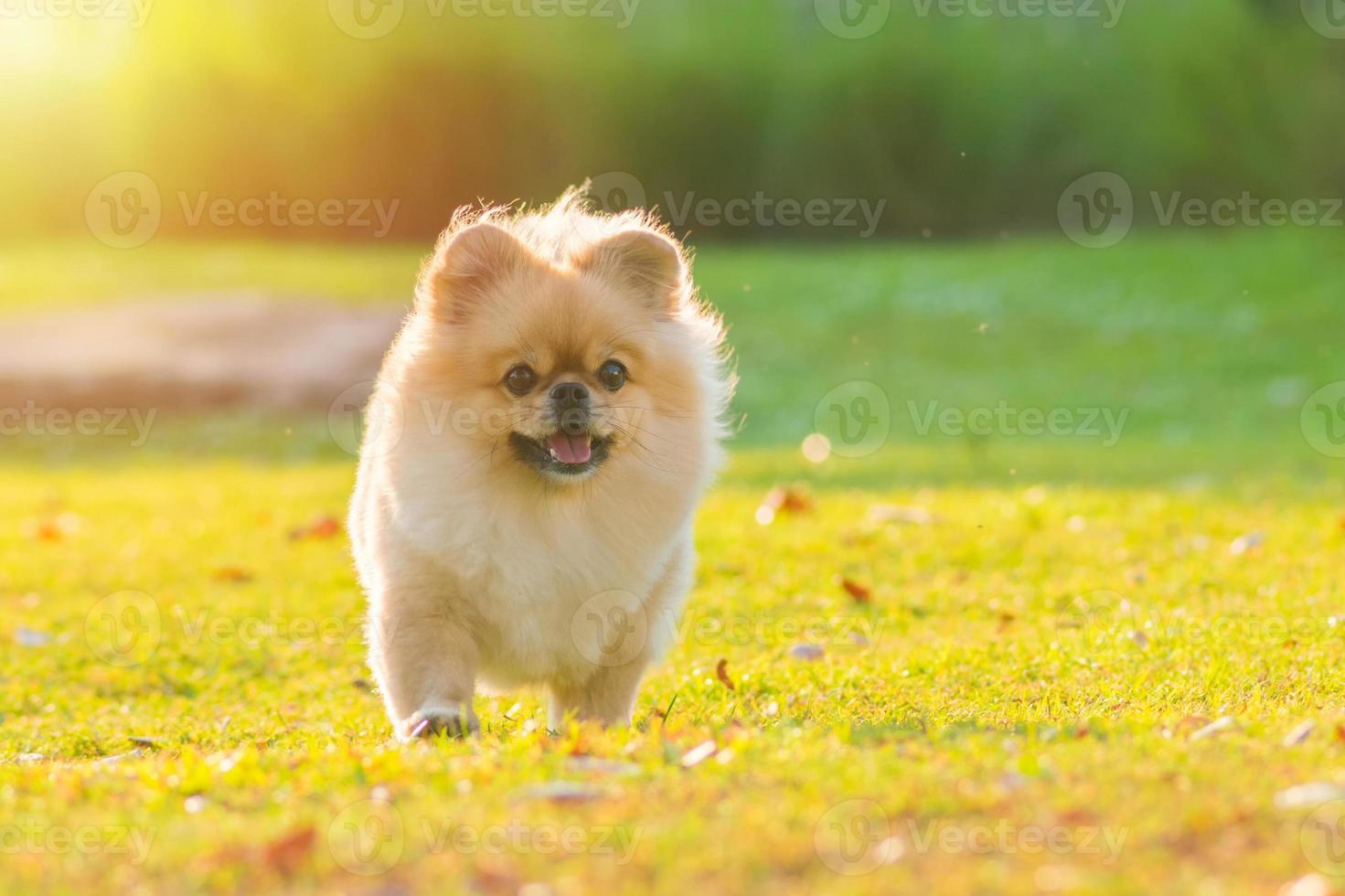 simpatico cucciolo di cane pechinese di razza mista pomeranian correre sull'erba con felicità foto