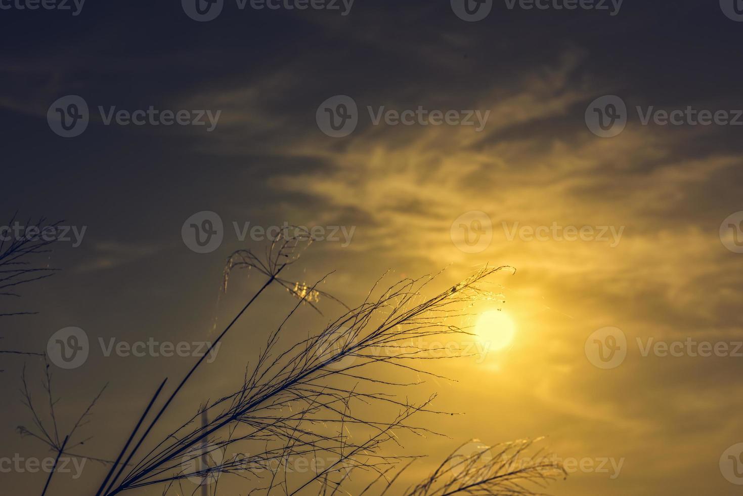 luce del tramonto attraverso il campo d'erba un ragno e una ragnatela foto