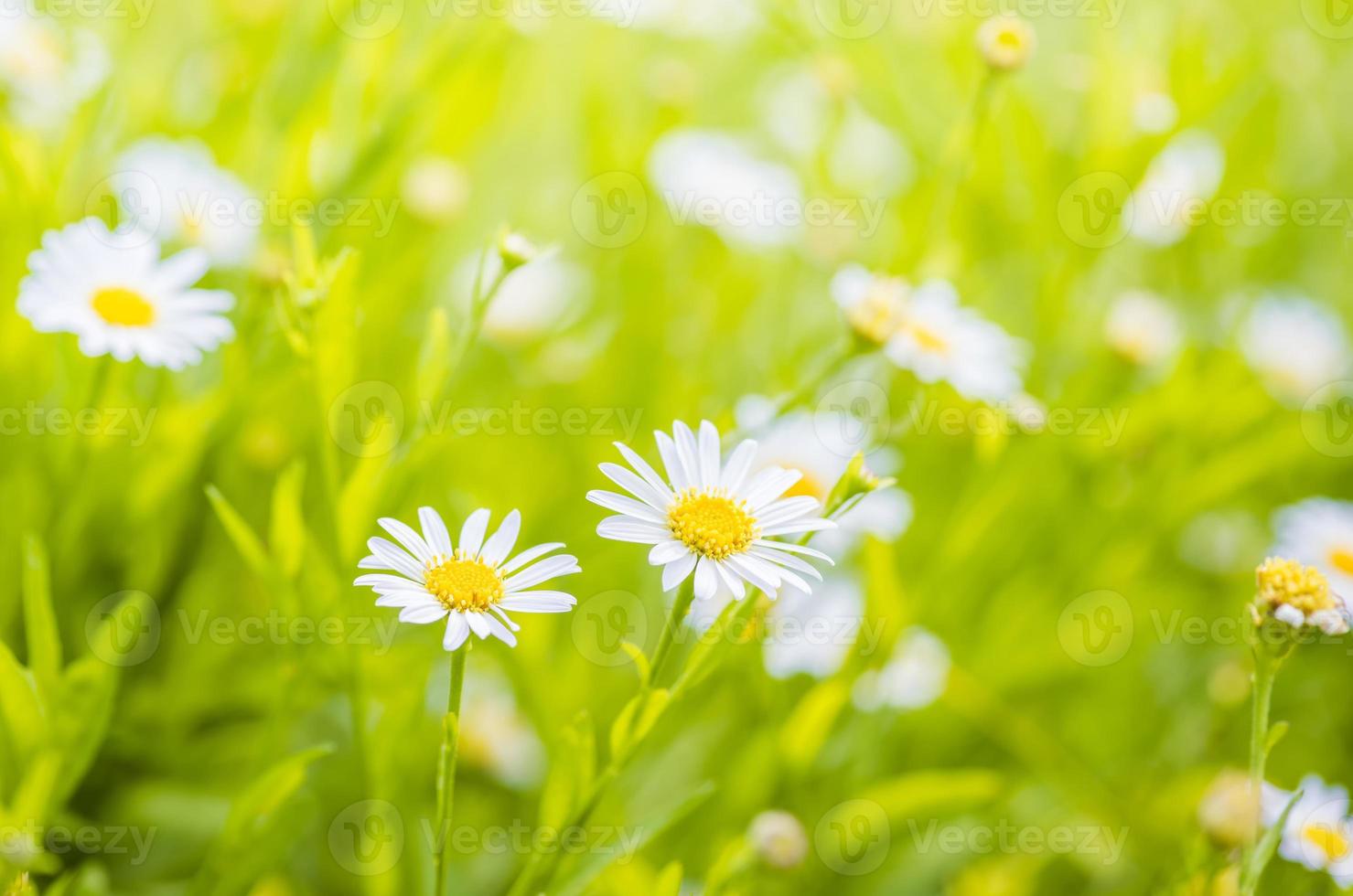 bella margherita fiore e foglia verde naturale sfocato sfondo astratto bokeh foto