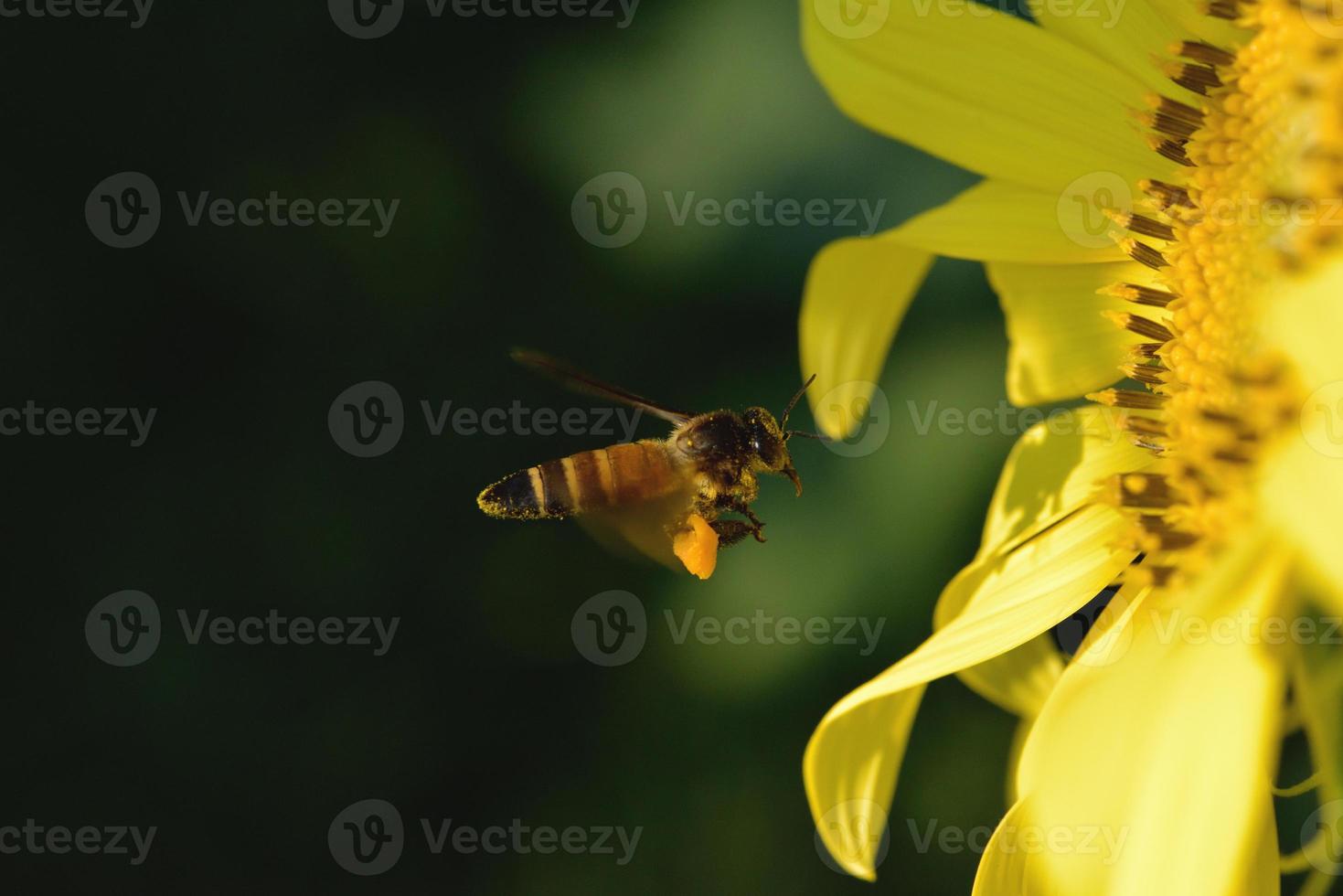 un'ape che vola verso il bellissimo fiore foto