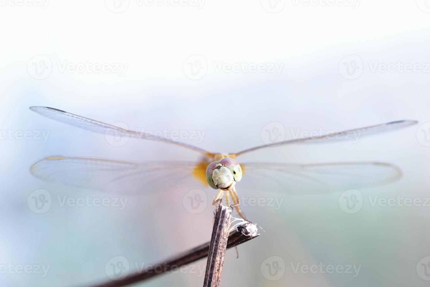 chiudere una libellula su un ramo foto