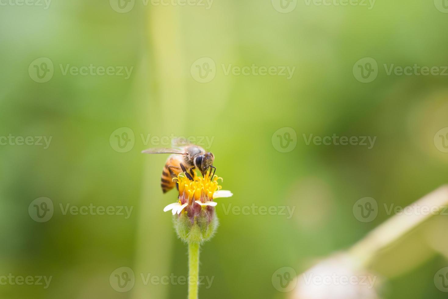 un'ape appollaiata sul bel fiore foto