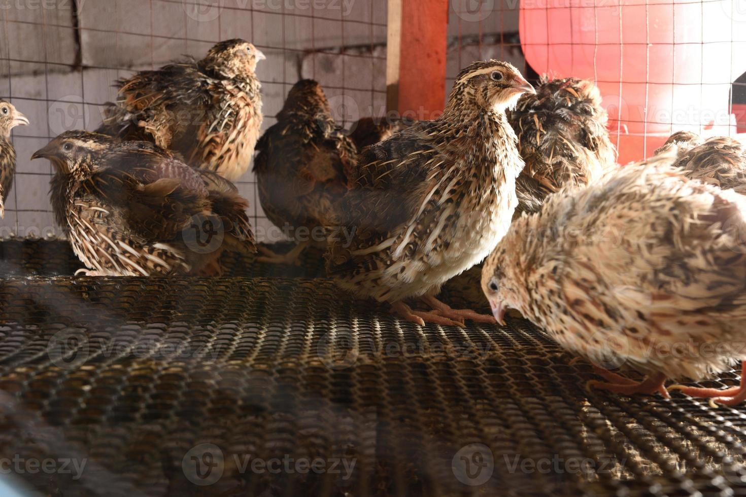 quaglie e uova in una gabbia in una fattoria foto