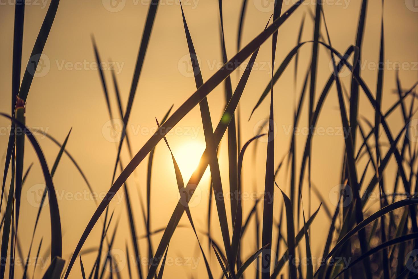 l'erba è esposta alla luce del sole foto