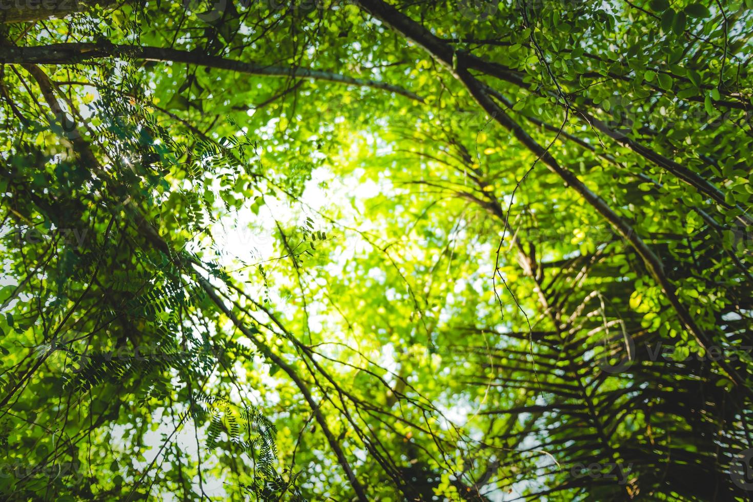 bella foglia verde naturale e sfocatura astratta bokeh sfondo chiaro foto