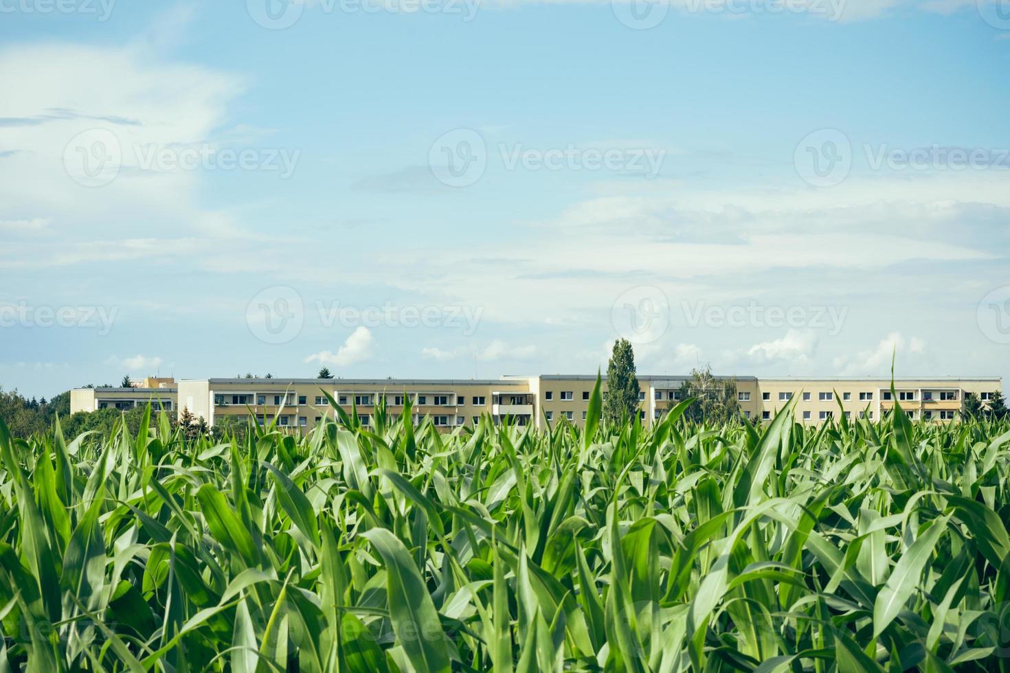 campo di giovani piante di mais o mais foto