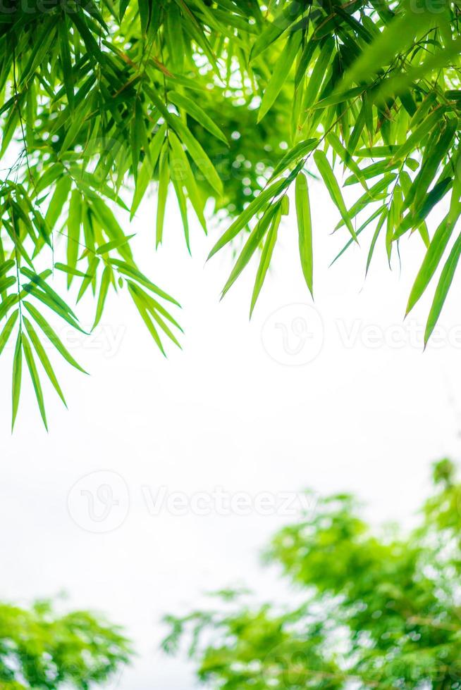 il ritratto dell'albero di bambù con rami e foglie è stato girato dal basso con sfondo bianco. foto