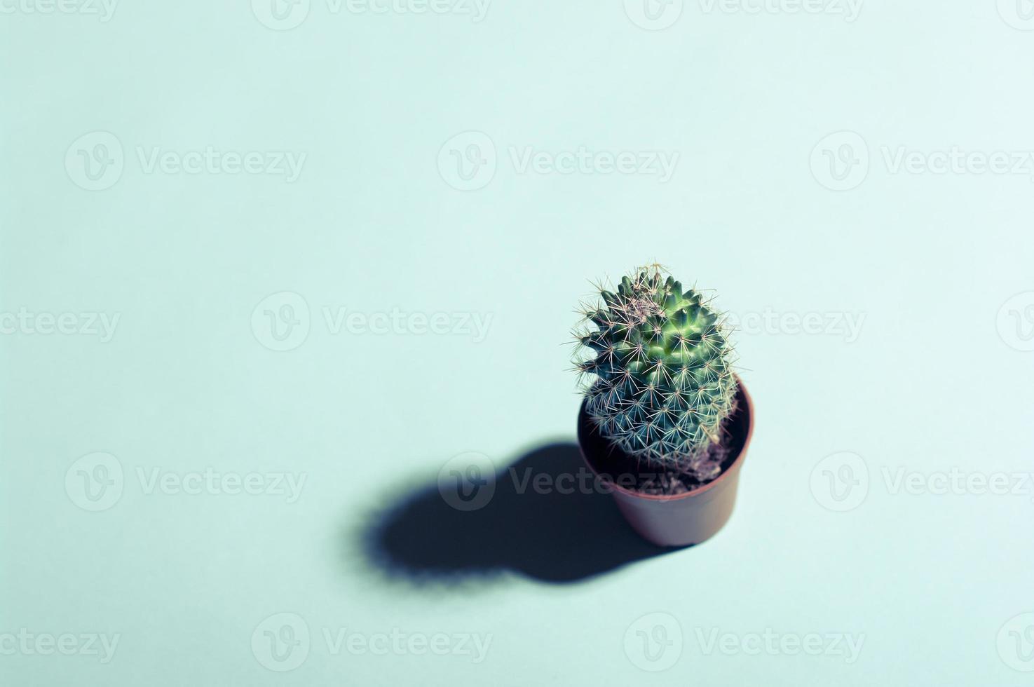 layout minimalista piccolo cactus su sfondo blu brillante con spazio copia incolla gratuito per il testo. foto