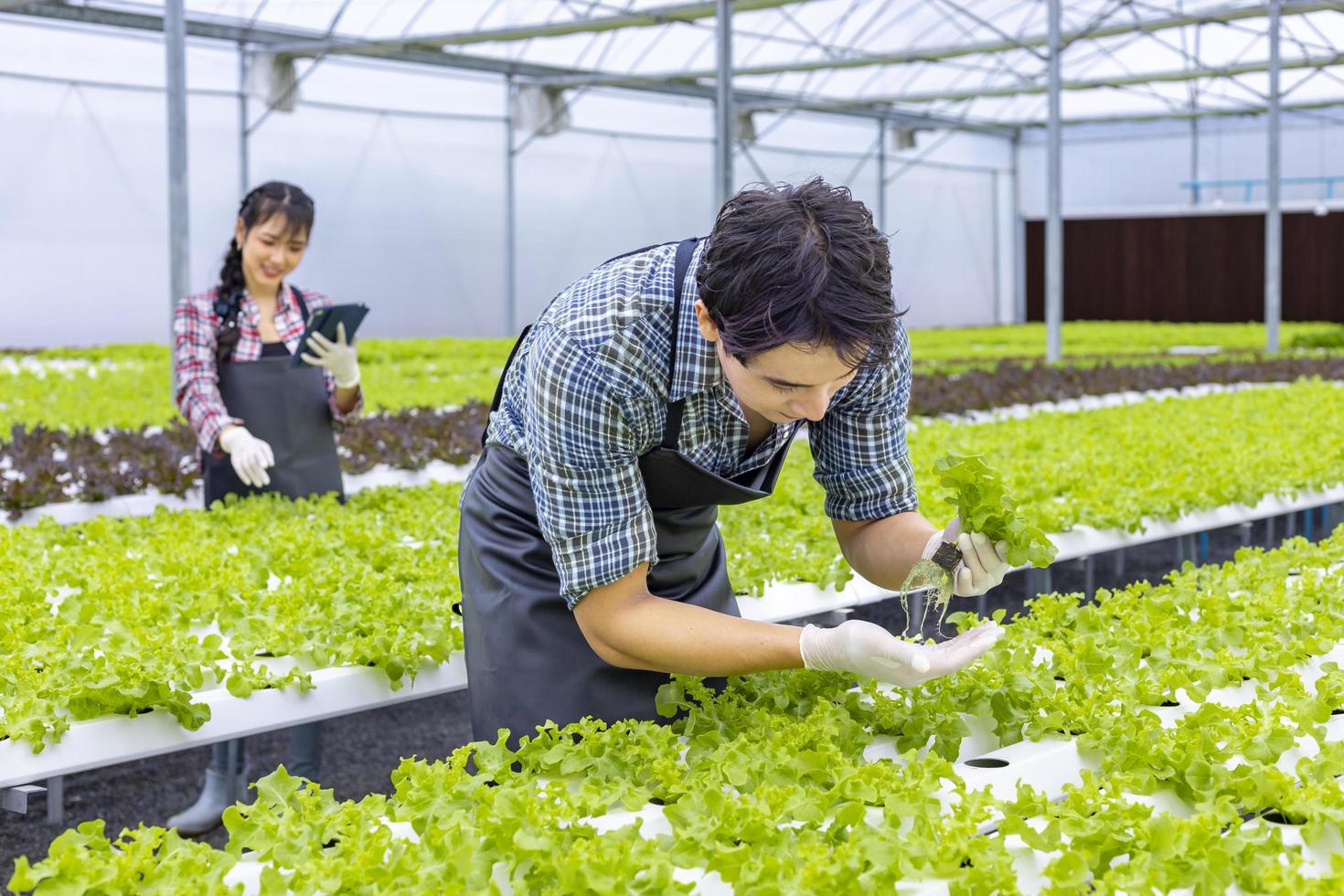agricoltori locali asiatici che coltivano la propria insalata di quercia verde nella serra utilizzando l'approccio biologico del sistema idrico idroponico per l'azienda di famiglia foto