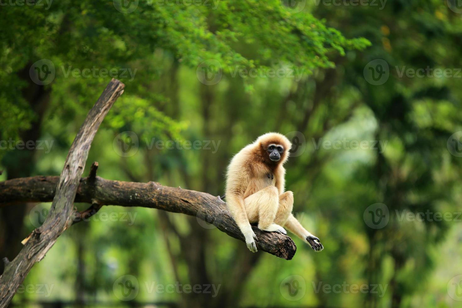 gibbone comune. gibbone dalle mani bianche sull'albero al parco naturale. foto