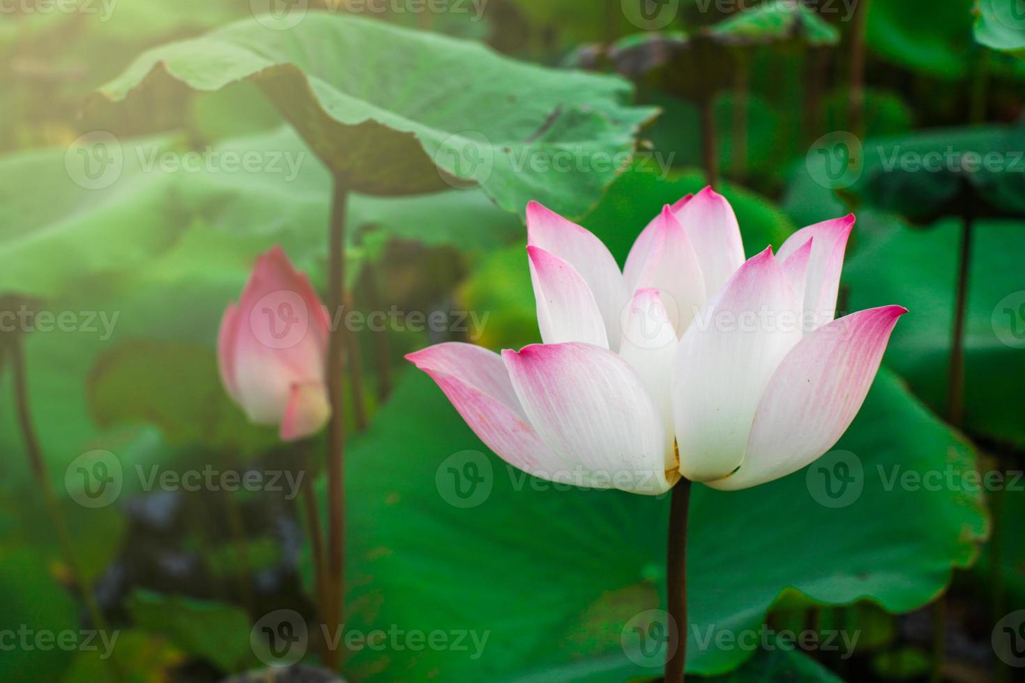 fiore di loto in fiore e foglia di loto verde in stagno naturale foto