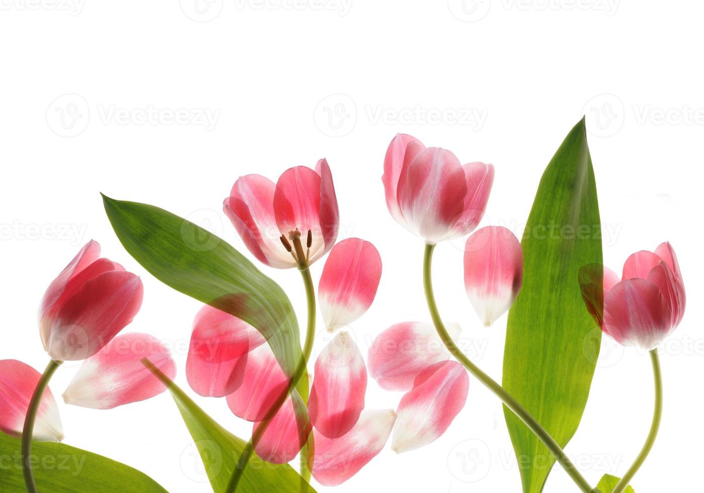 tulipano da vicino foto