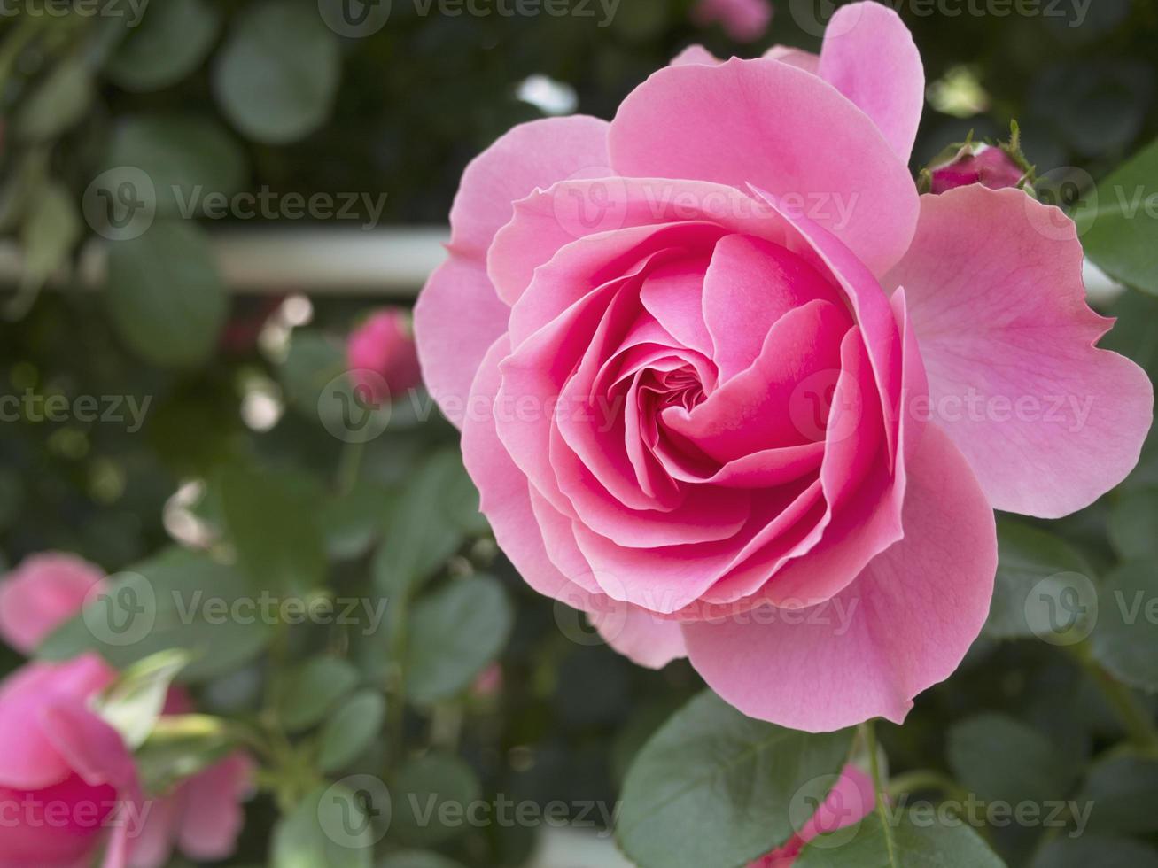 fioritura rosa rosa. foto