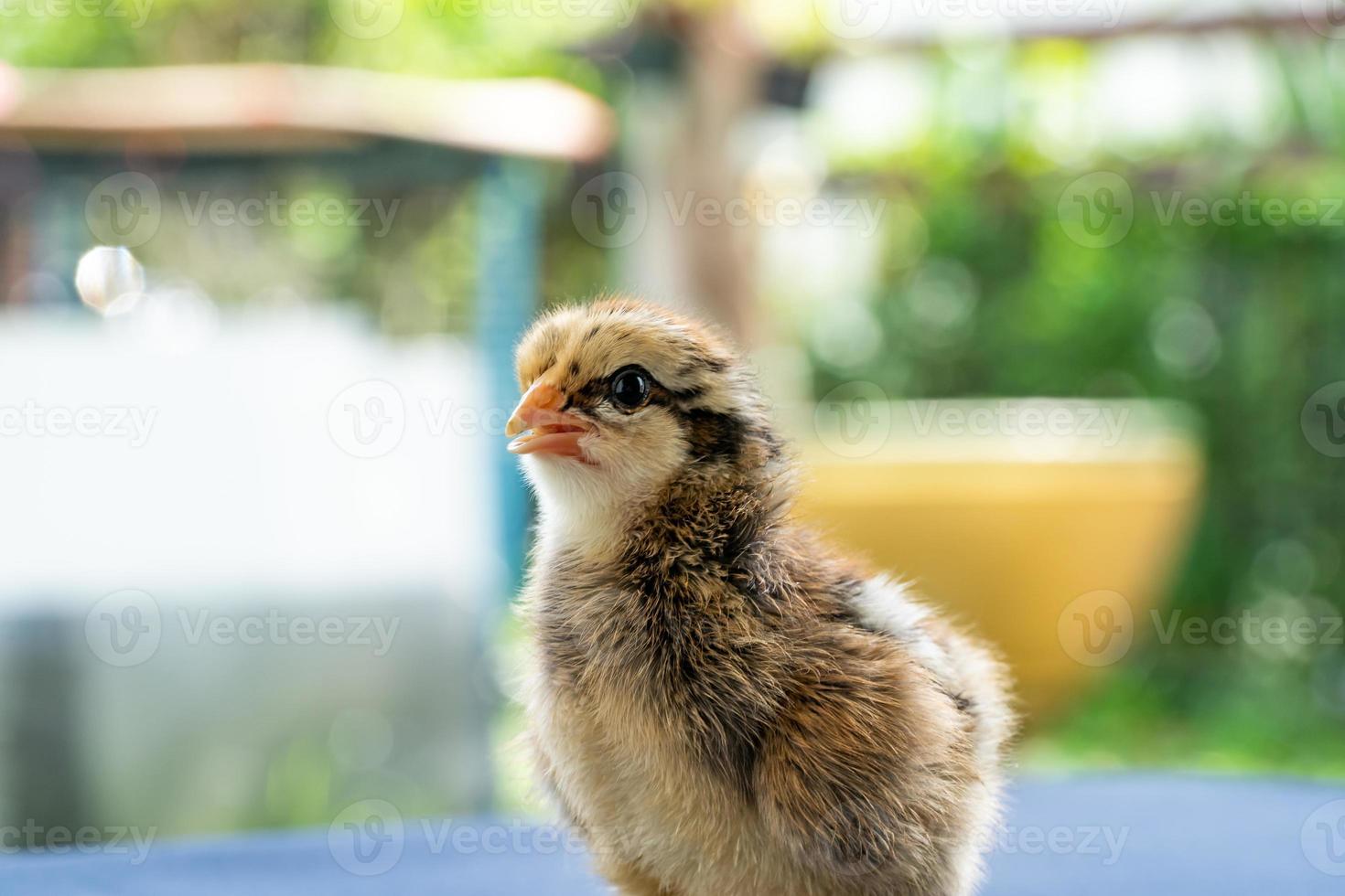 baby mini pulcino wyandotte su panno blu copritavolo con giardino verde bokeh sfocatura sfondo. foto