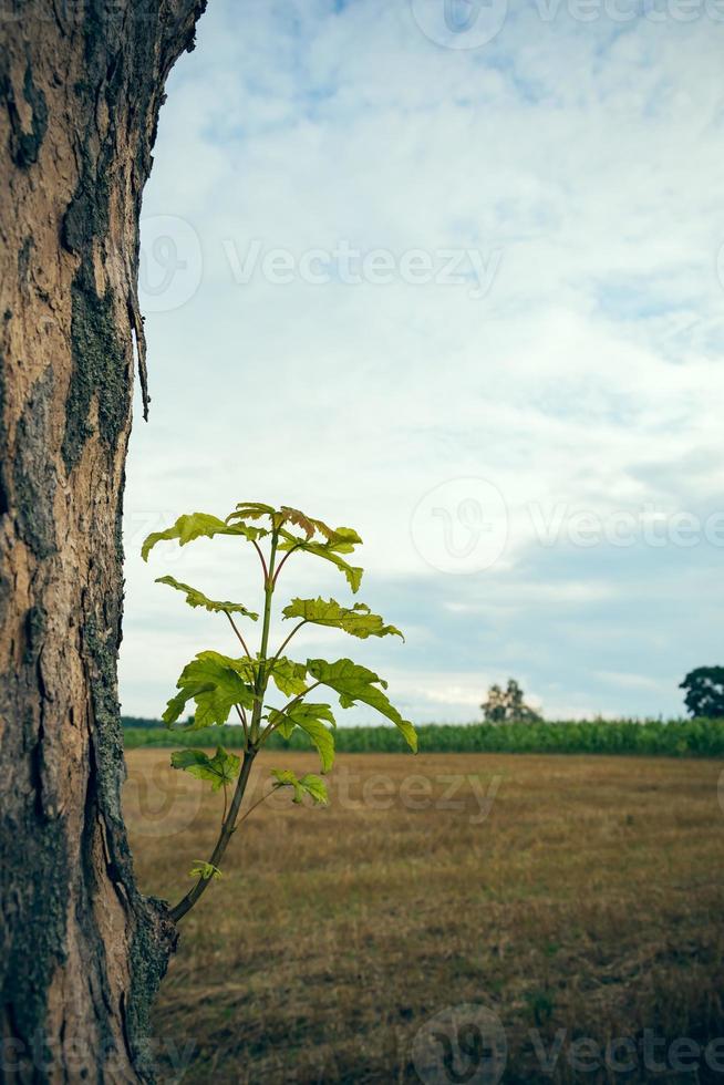 ramo con foglie sul tronco d'albero ii foto