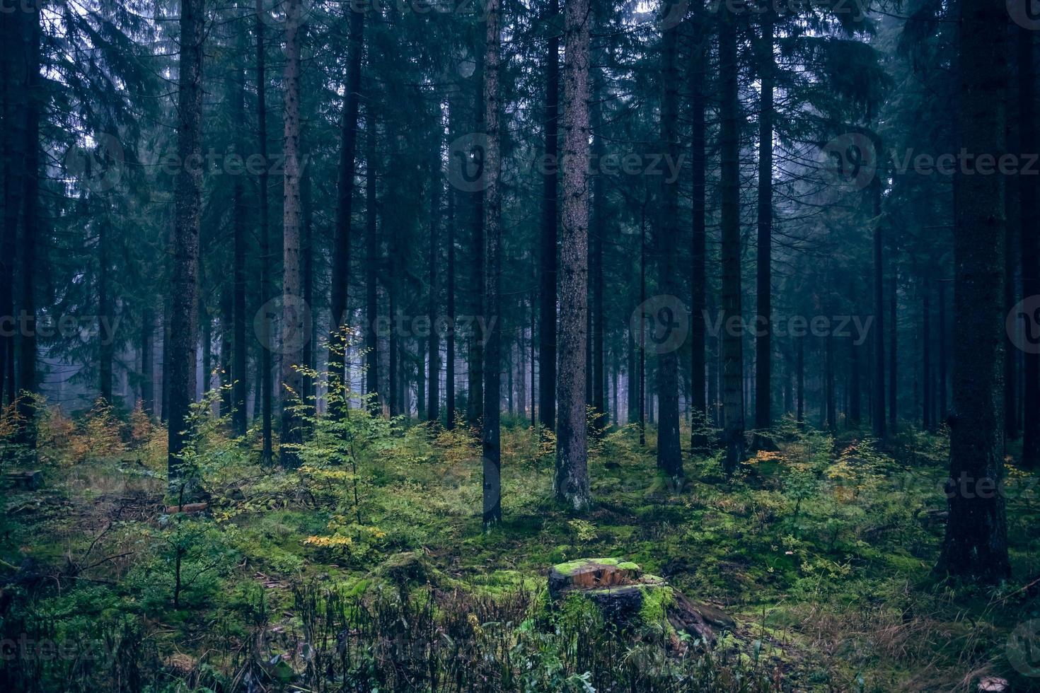 atmosfera mattutina nella foresta vi foto