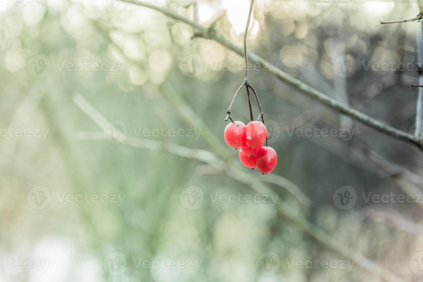 bacche rosse velenose foto