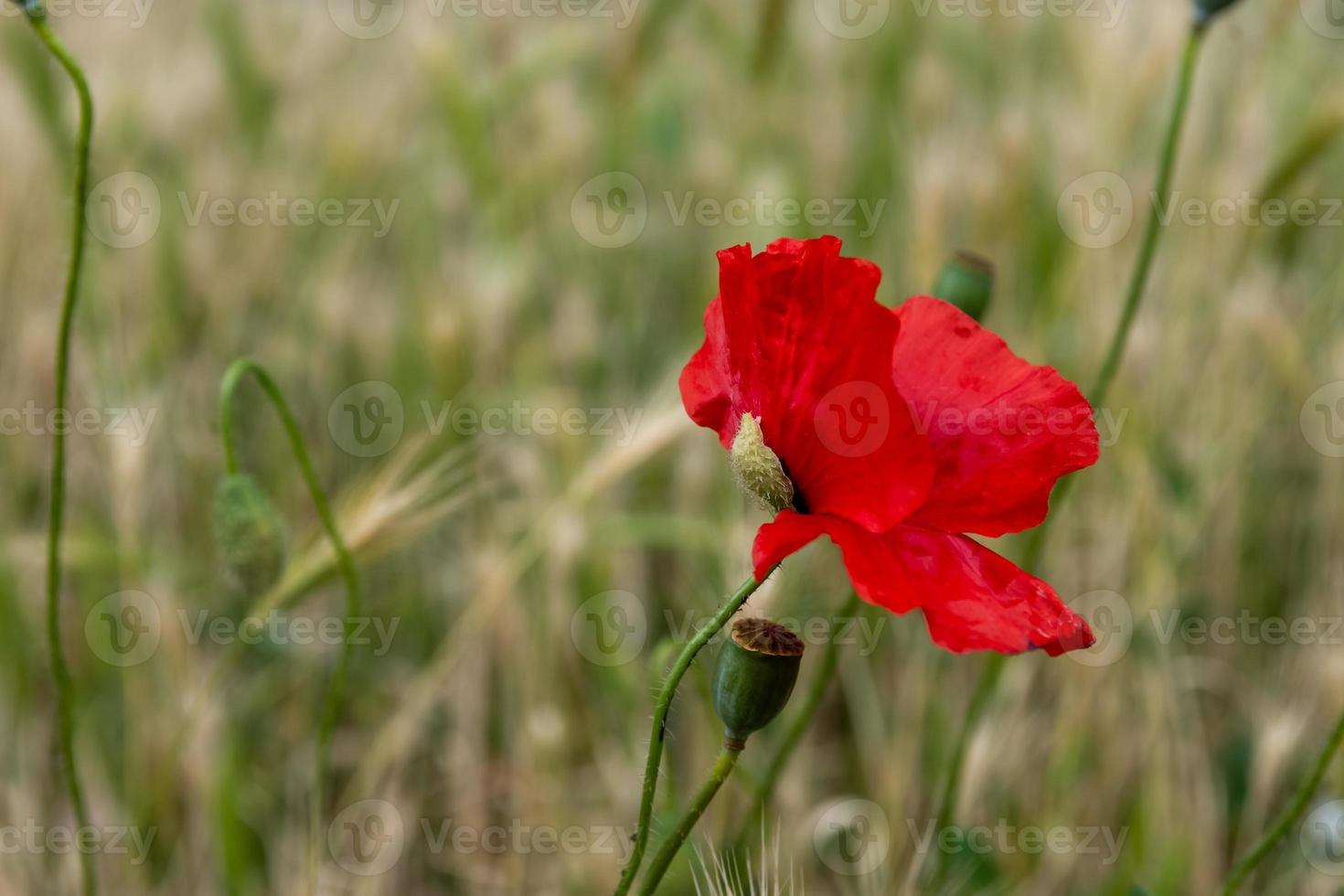 messa a fuoco selettiva del bellissimo fiore di papavero rosso comune foto