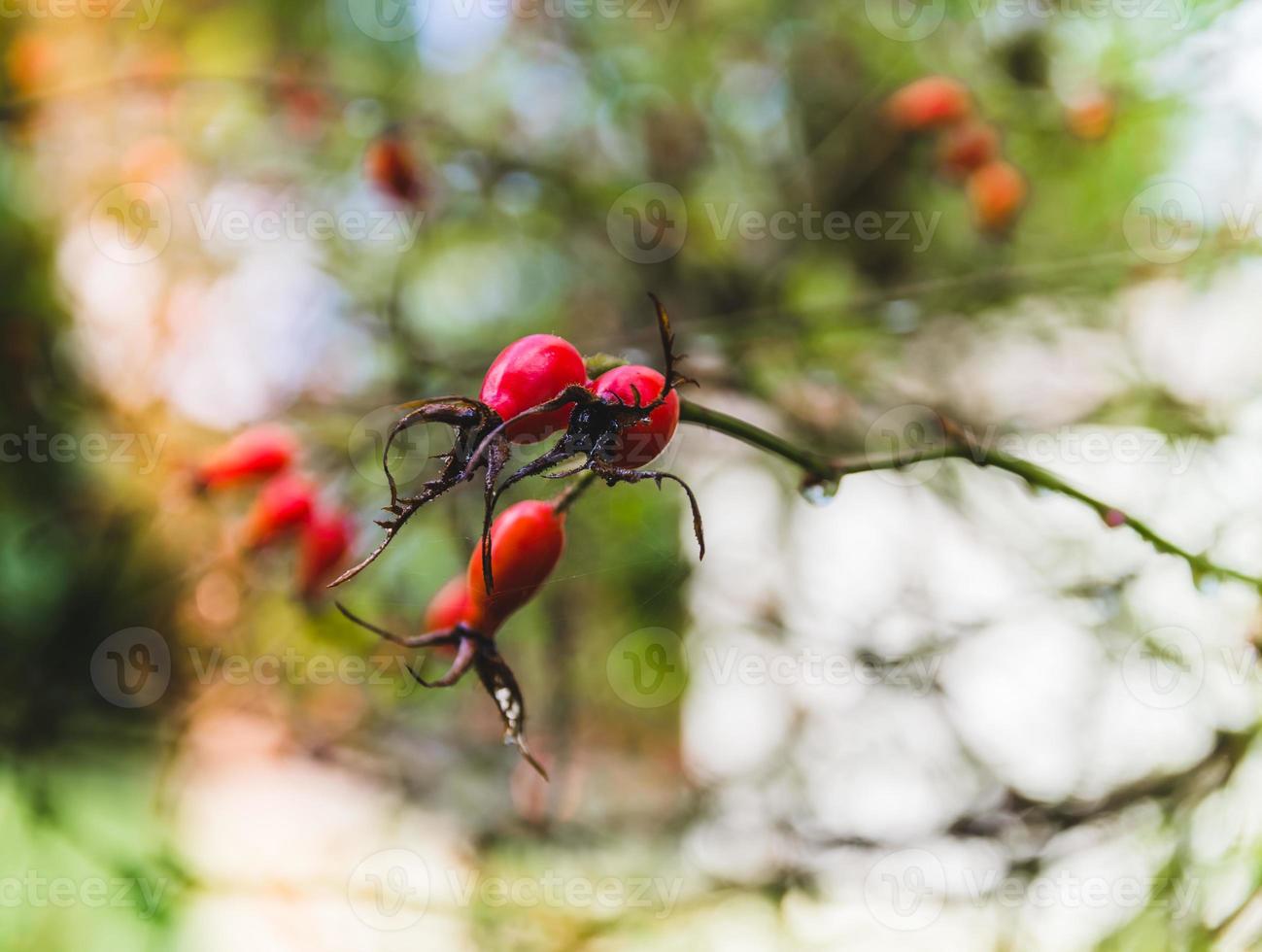 rosa canina in autunno foto