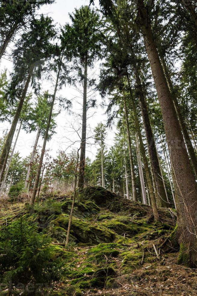rocce e radici muschiose verdi in una foresta di pini foto