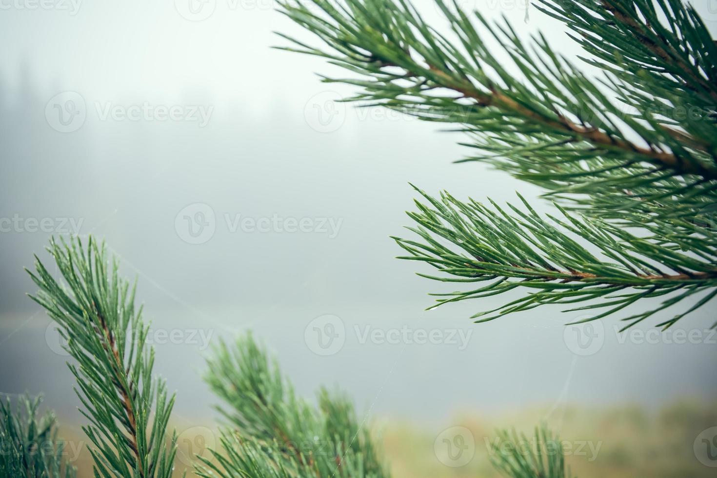 rami di abete nella nebbia foto