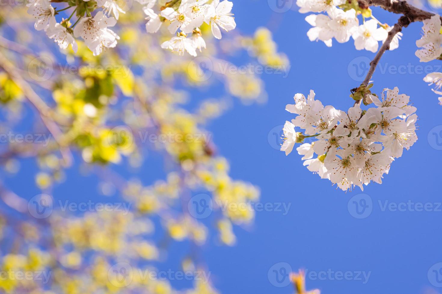 fiori di ciliegio bianchi in primavera foto