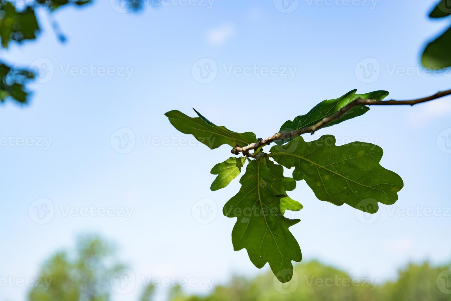 ramo con foglie di quercia foto