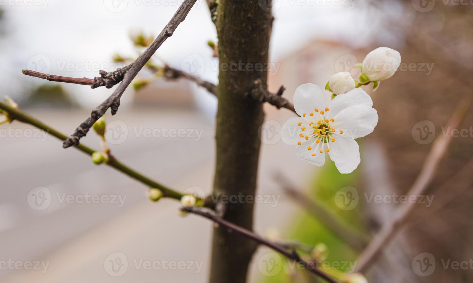 fiori di ciliegio in primo piano in primavera foto