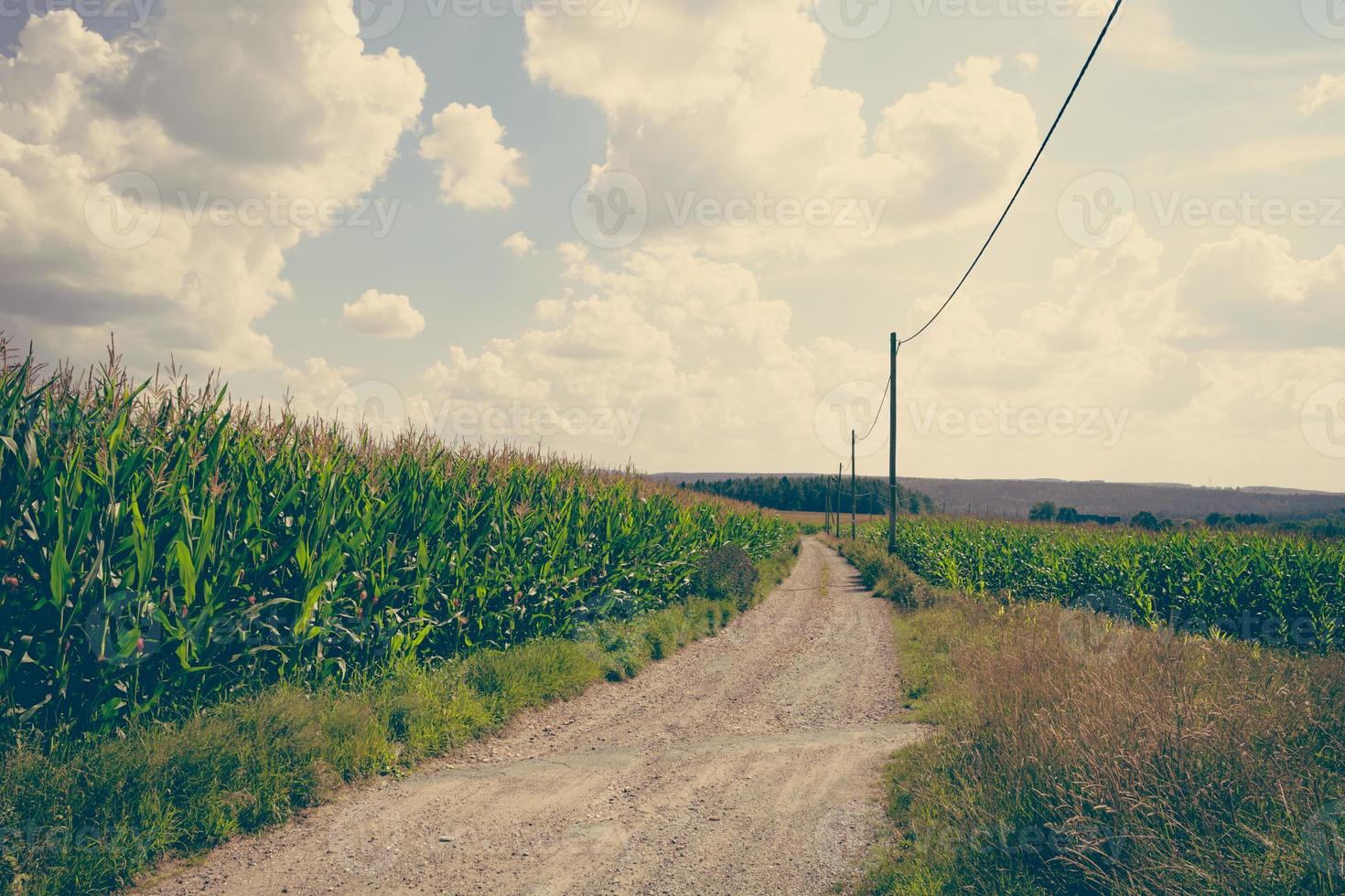 campo di grano in look vintage foto