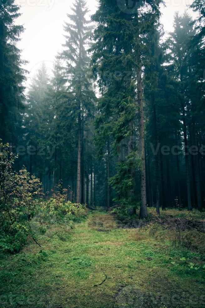 atmosfera mattutina nella foresta vii foto