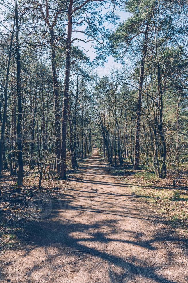 un lungo sentiero nel bosco deserto foto