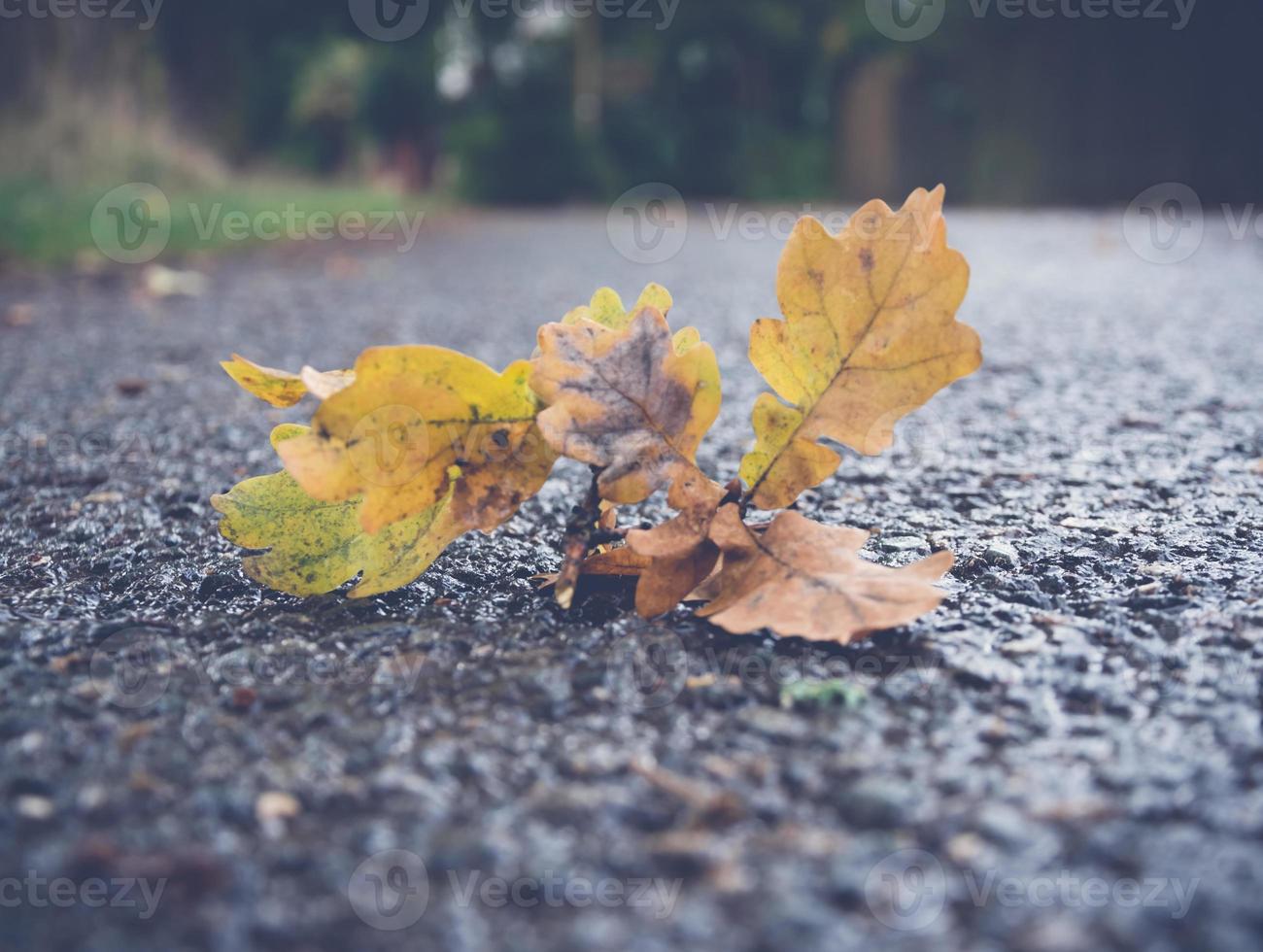foglia di quercia su una strada foto