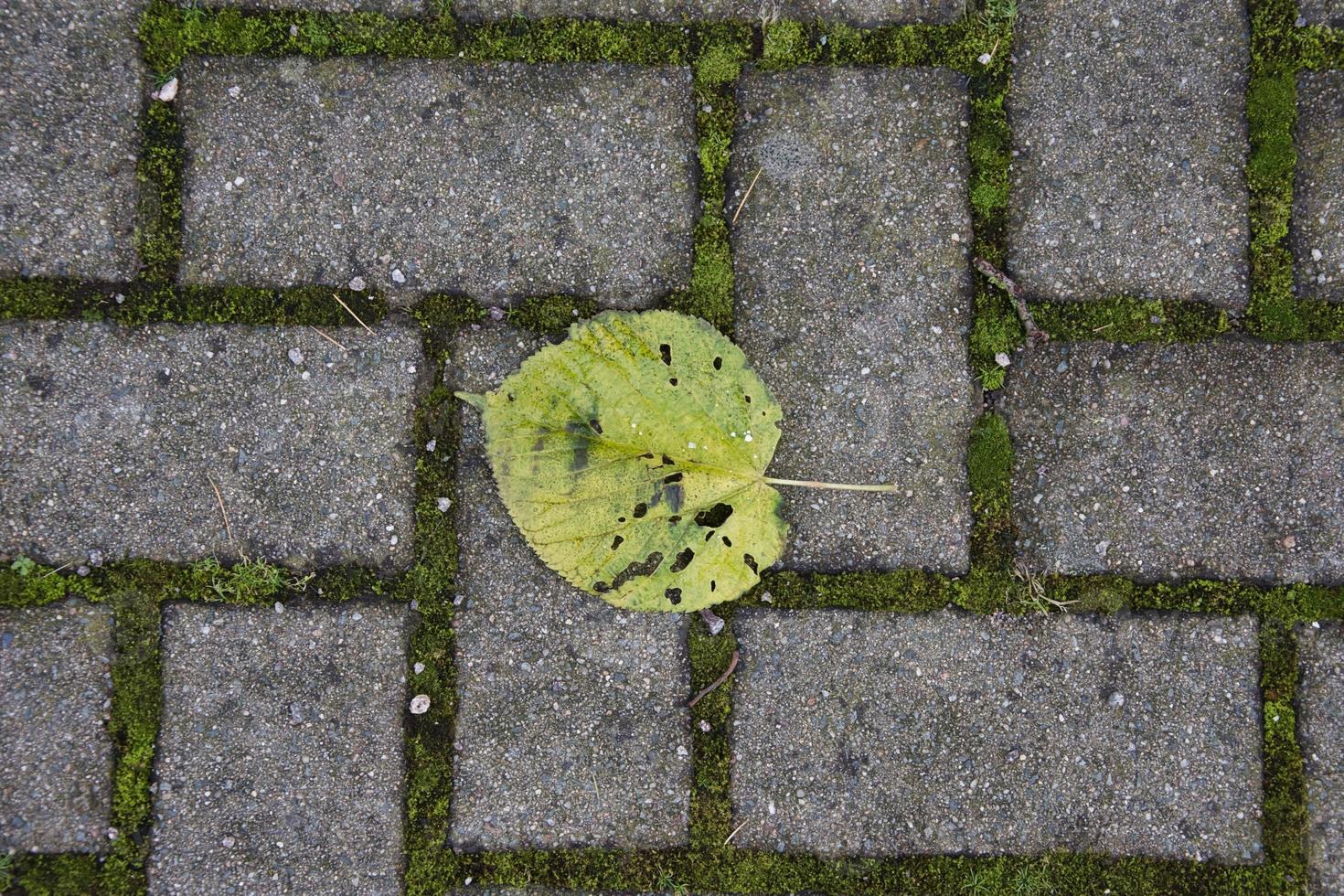 foglia di fogliame su una passerella foto