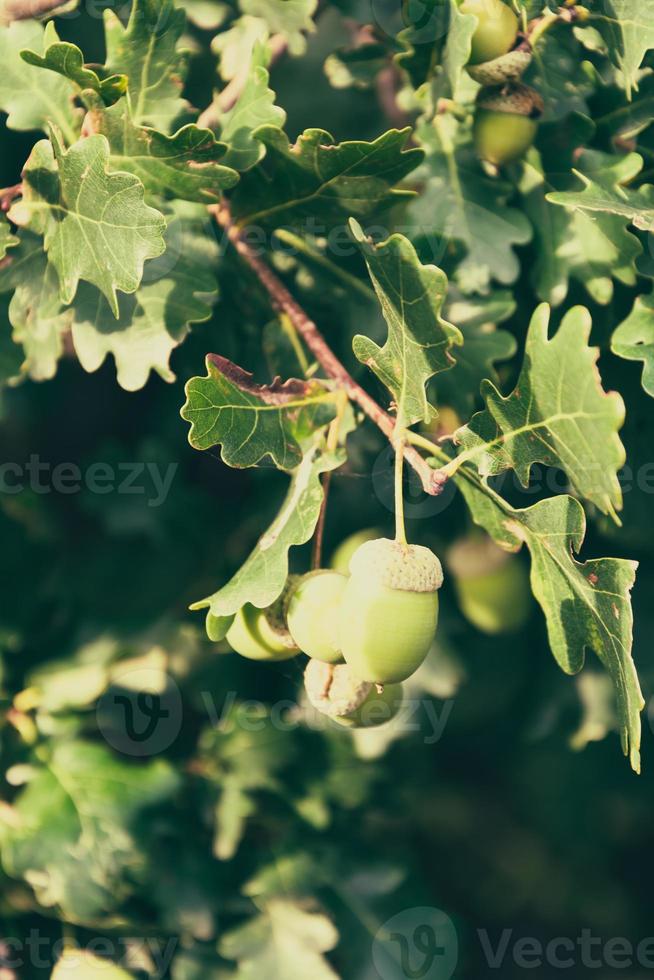 ghiande immature sull'albero foto