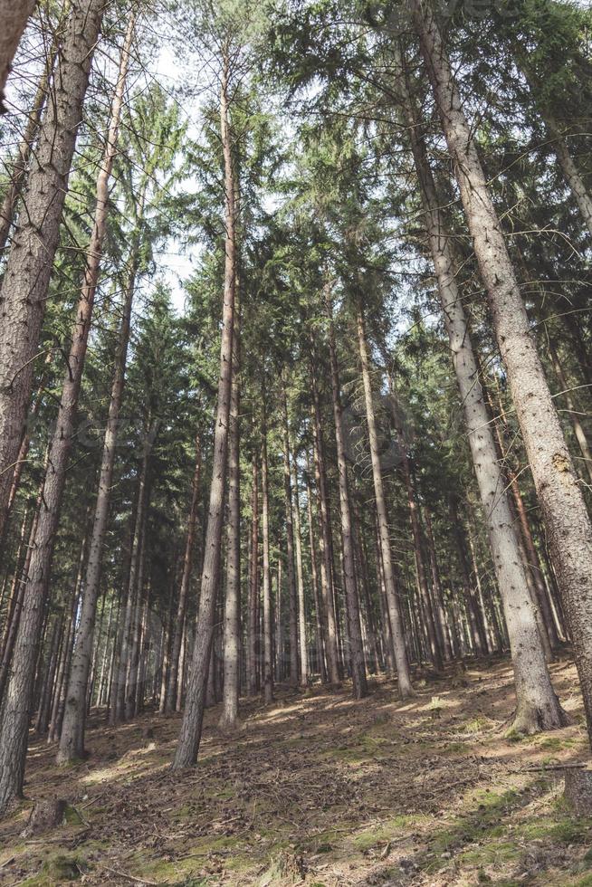 bosco di conifere in primavera foto