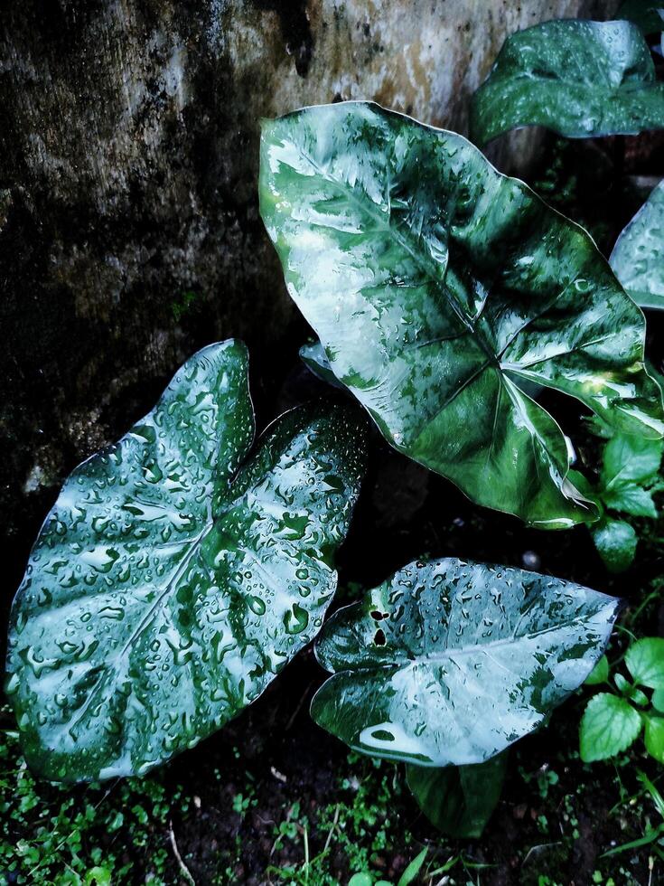 le foglie delle piante appaiono fresche dopo essere state esposte alla pioggia foto