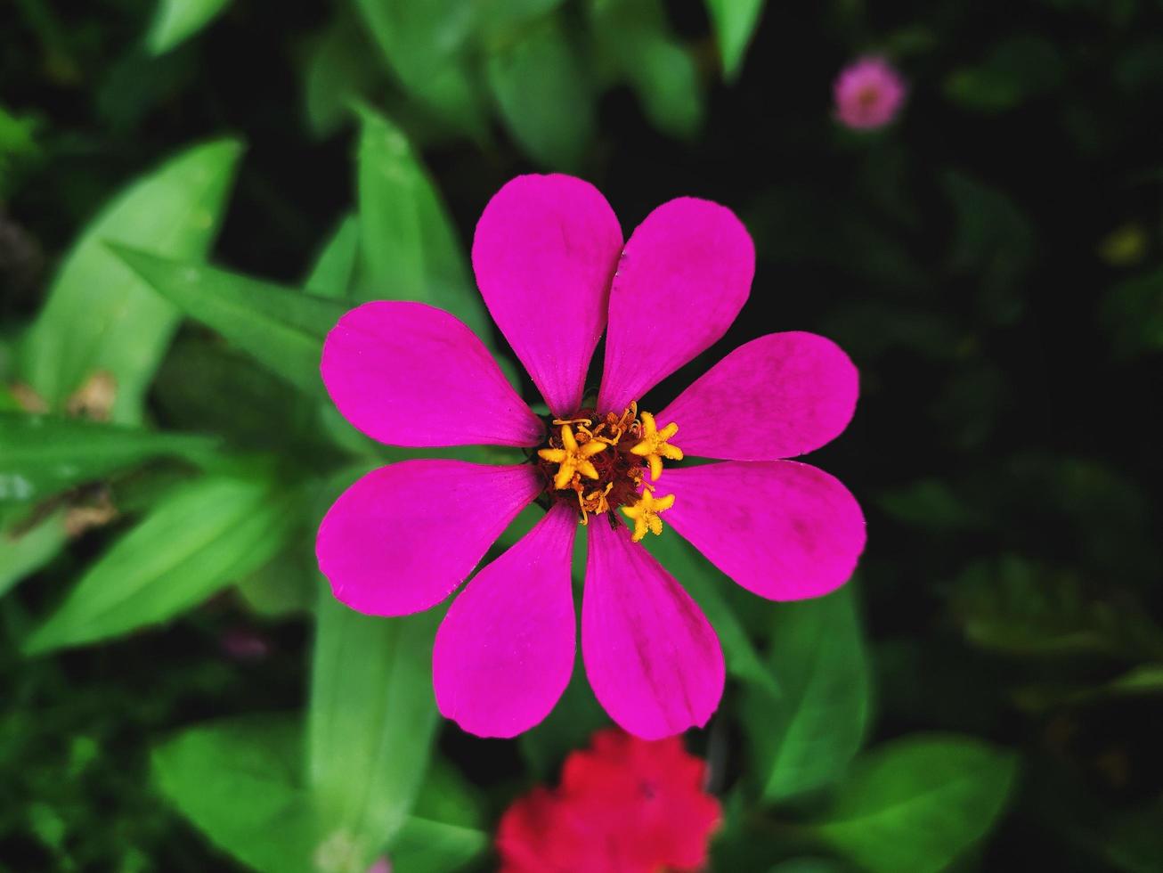 unico di fiore rosa, ha un nuovo fiore con un colore giallo nel mezzo foto