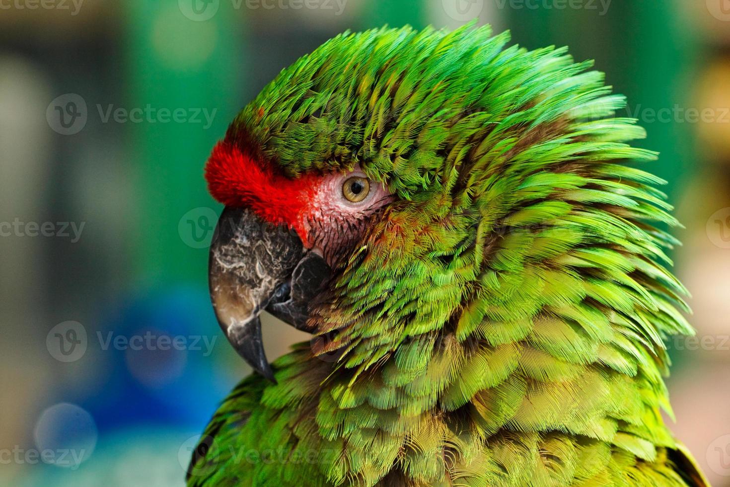 ritratto di pappagallo verde foto