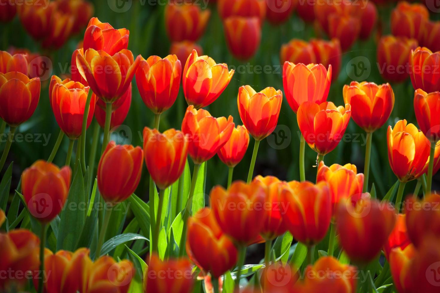 giardino dei tulipani foto