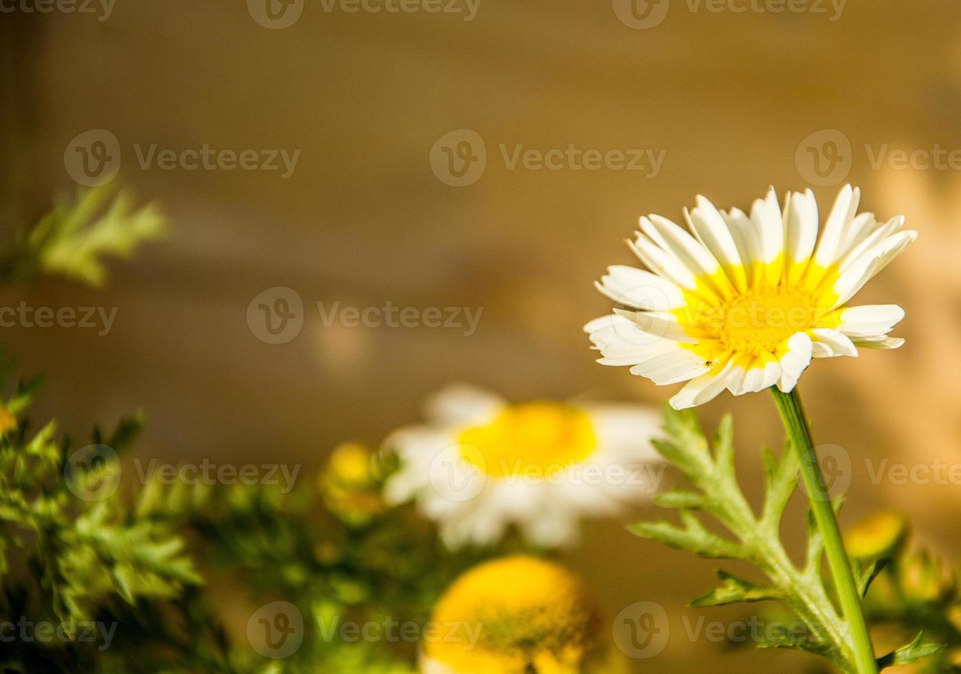 fiore bianco, fiore singolo foto