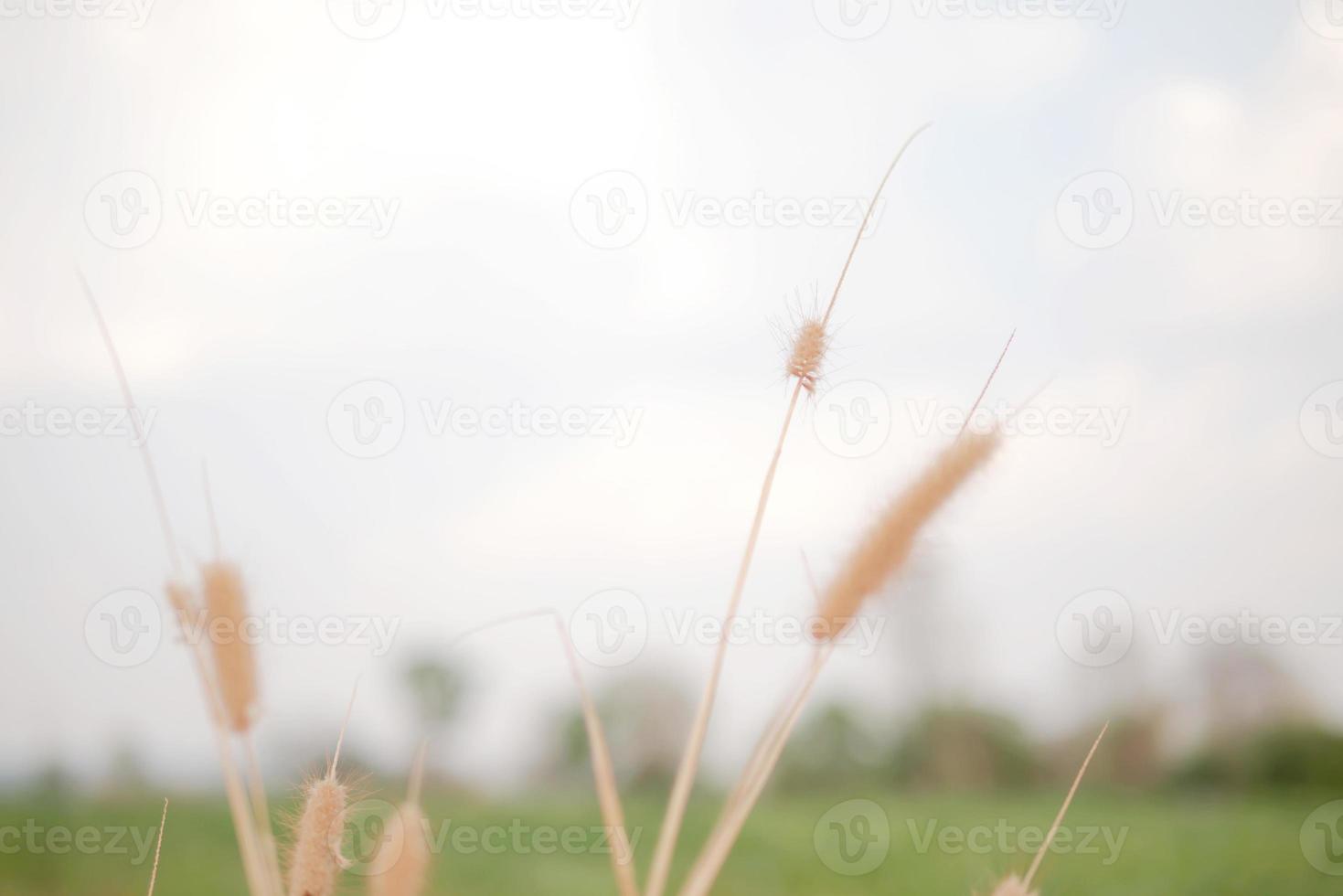 fiori di erba secca nel verde della natura foto