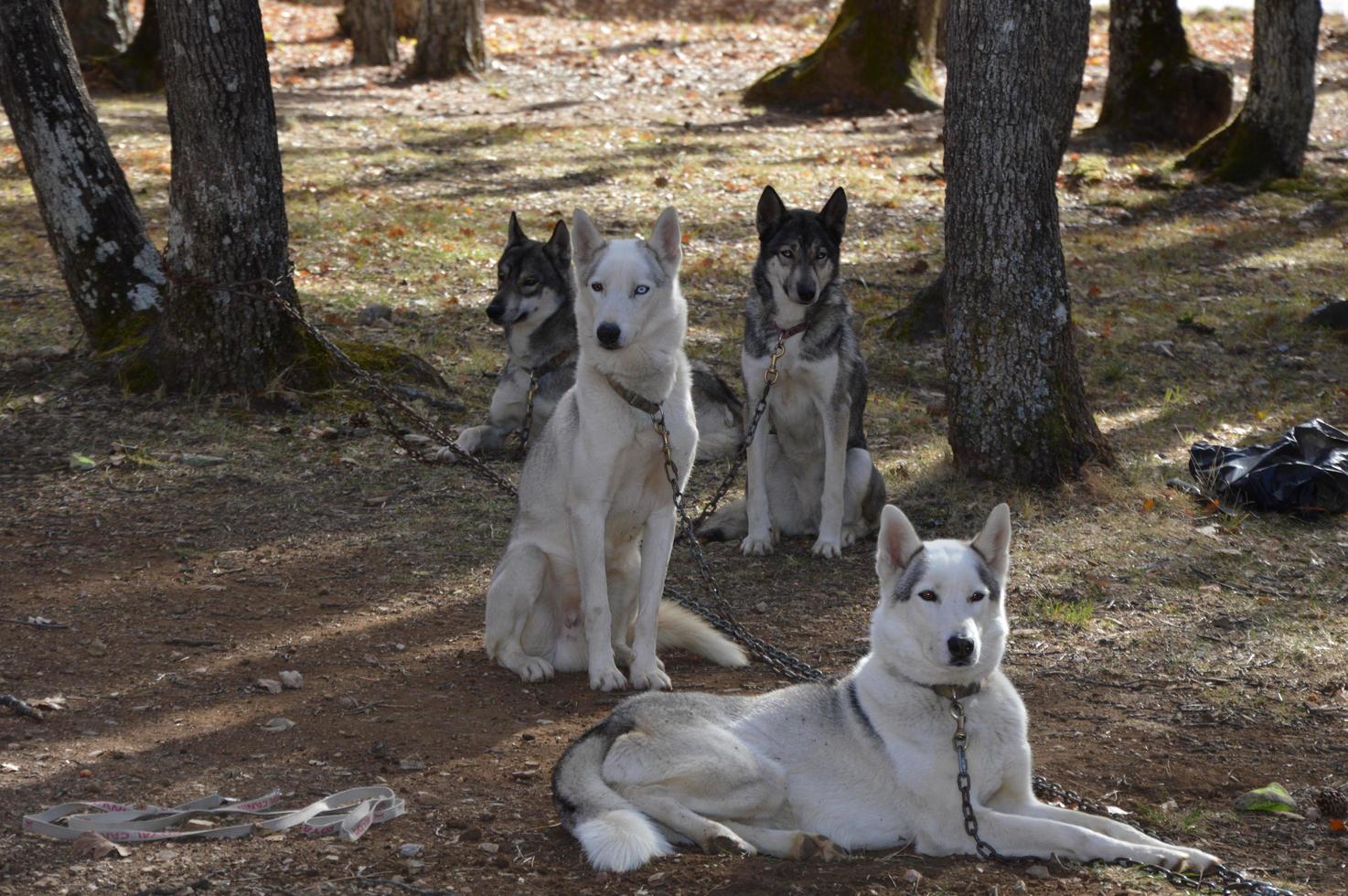 cani da slitta nella foresta foto