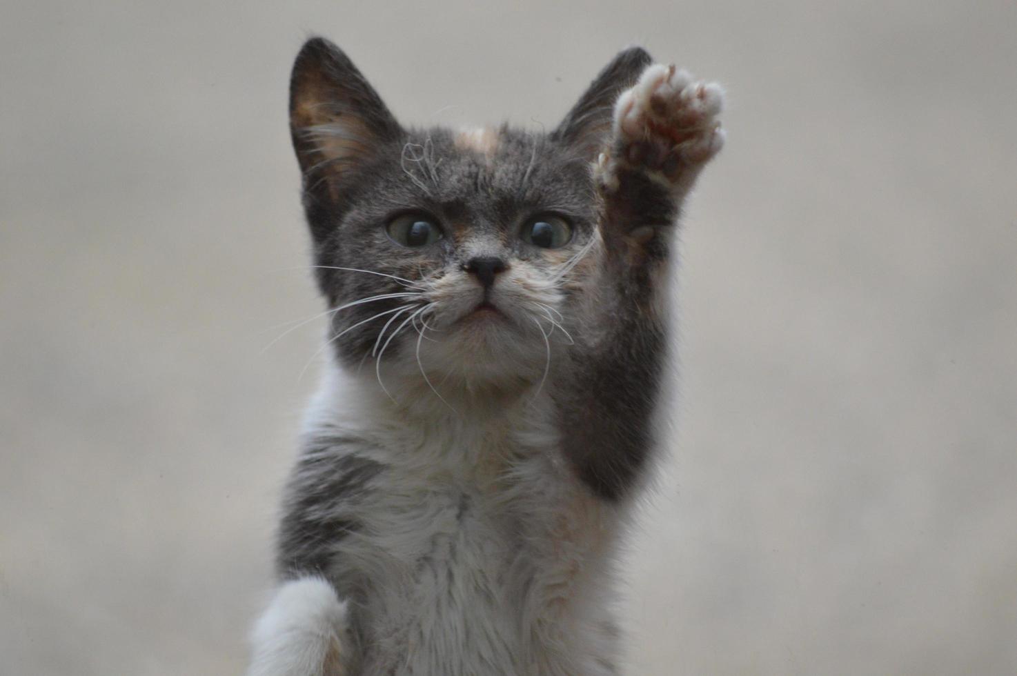 gatto alla finestra foto