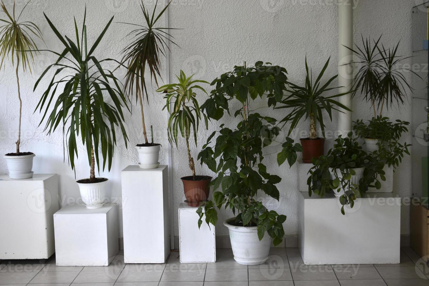 varie piante ornamentali e fiori in vasi bianchi all'interno foto