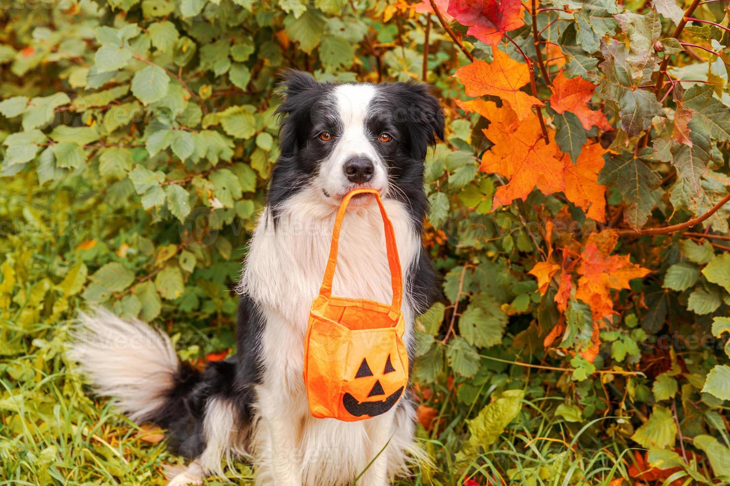 concetto di dolcetto o scherzetto. divertente cucciolo di cane border collie che tiene un cesto di zucca in bocca seduto su uno sfondo colorato di fogliame autunnale nel parco all'aperto. preparazione per la festa di halloween. foto