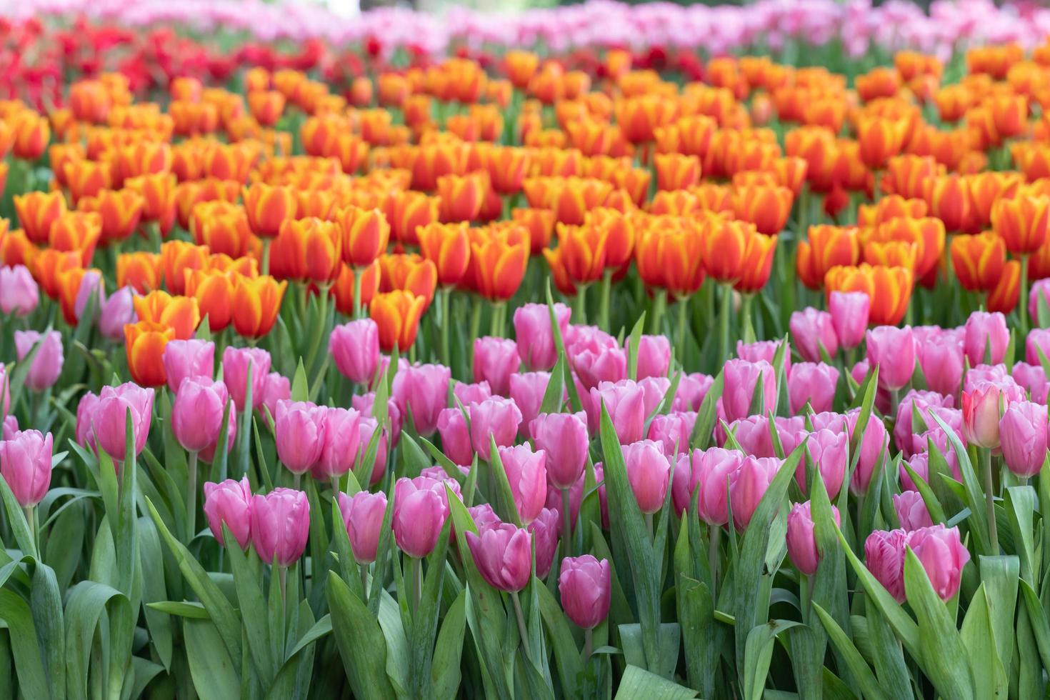 tulipani freschi e foglie verdi nel parco foto